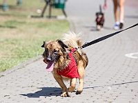 Adoptuj Warszawiaka  Wydarzenie promujące adopcję zwierząt. Organizator: Schronisko dla Bezdomnych Zwierząt "Na Paluchu". 18 sierpnia 2019, Park Raszyński w Raszynie. : park raszyński, adoptuj warszawiaka, na paluchu, schronisko dla zwierząt, centrum warszawy, raszyn